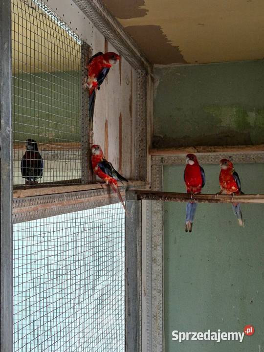 Rozelle Białolice Sędziszów Małopolski