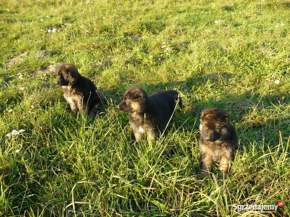 Owczarek Niemiecki Długowłosy podkarpackie Bachórzec