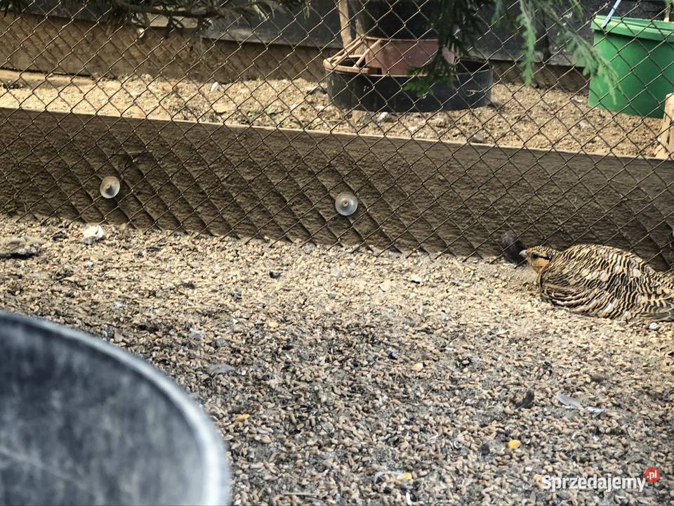 Stepówka białobrzucha dorosła para i samica