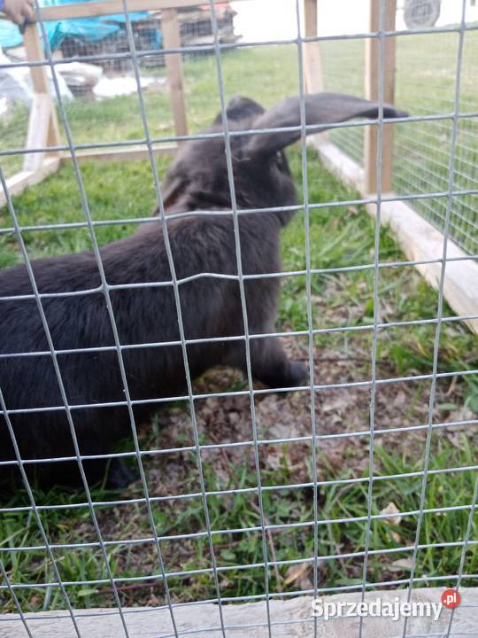 Króliki Gryzonie Zwierzęta Kiełczewice Maryjskie