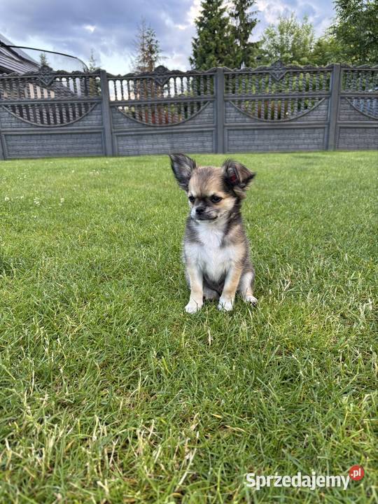 Chihuahua długowłose Zabrze sprzedam