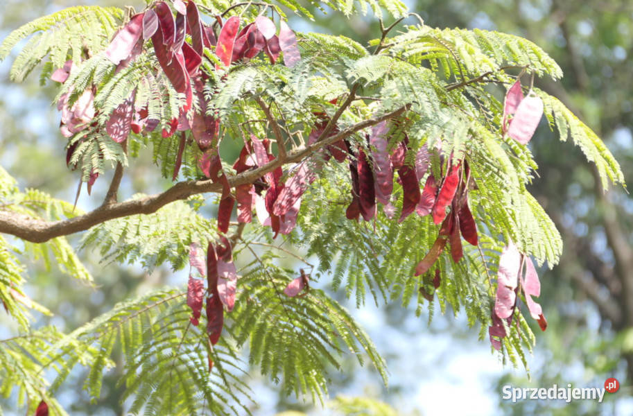 ALBICJA CHIŃSKA Albizia chinensis NASIONA 100g kujawsko-pomorskie