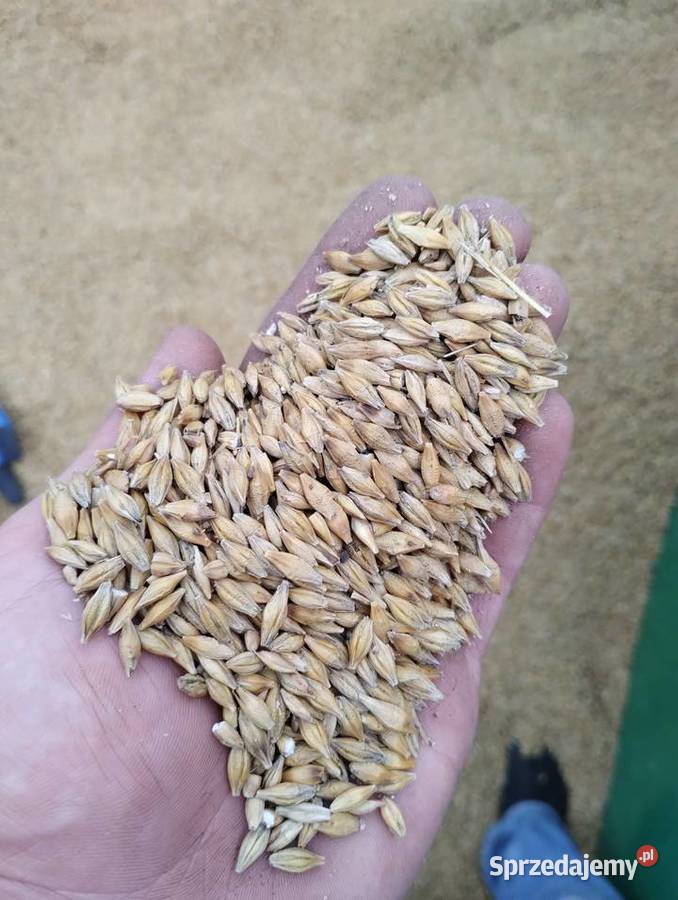 Sprzedam jęczmień jary