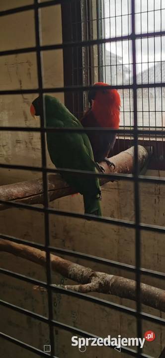 Kakadu Różowe Goffini Lutino Ara Marakana Ara Poznań