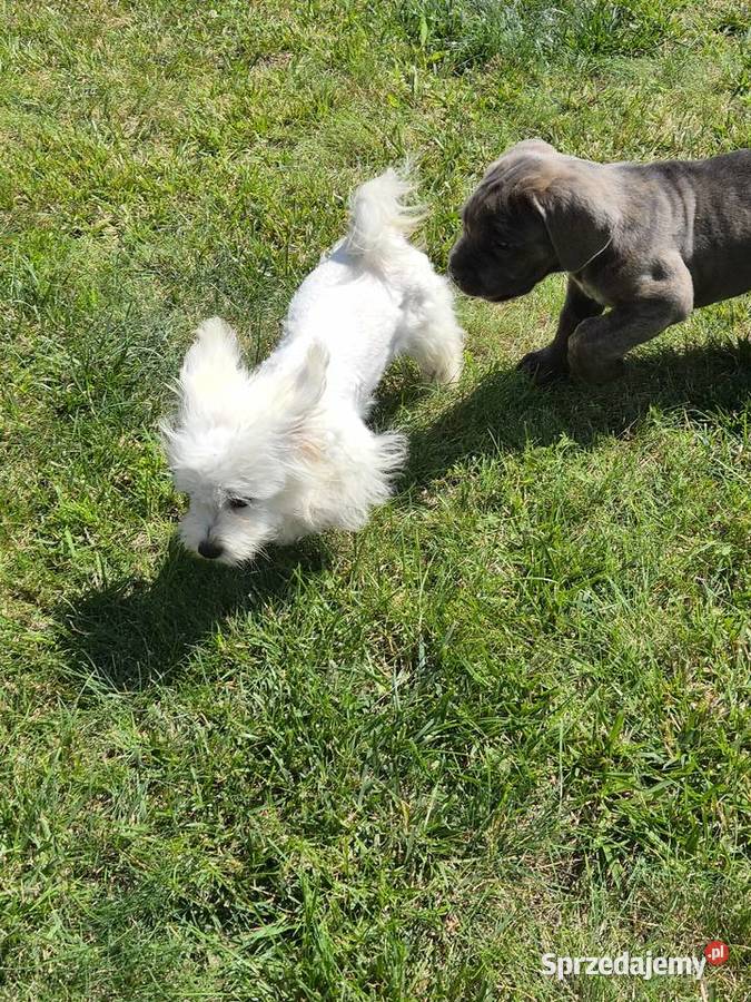 Cane Corao Italiano Mogilno sprzedam