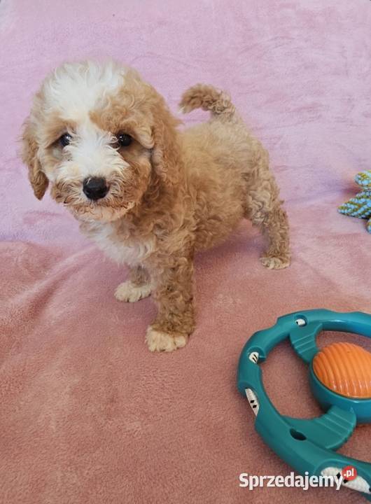 MALTIPOO suczka wielkopolskie