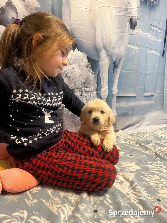 Golden Retriever Śliczna Suczka poch Australia Katowice
