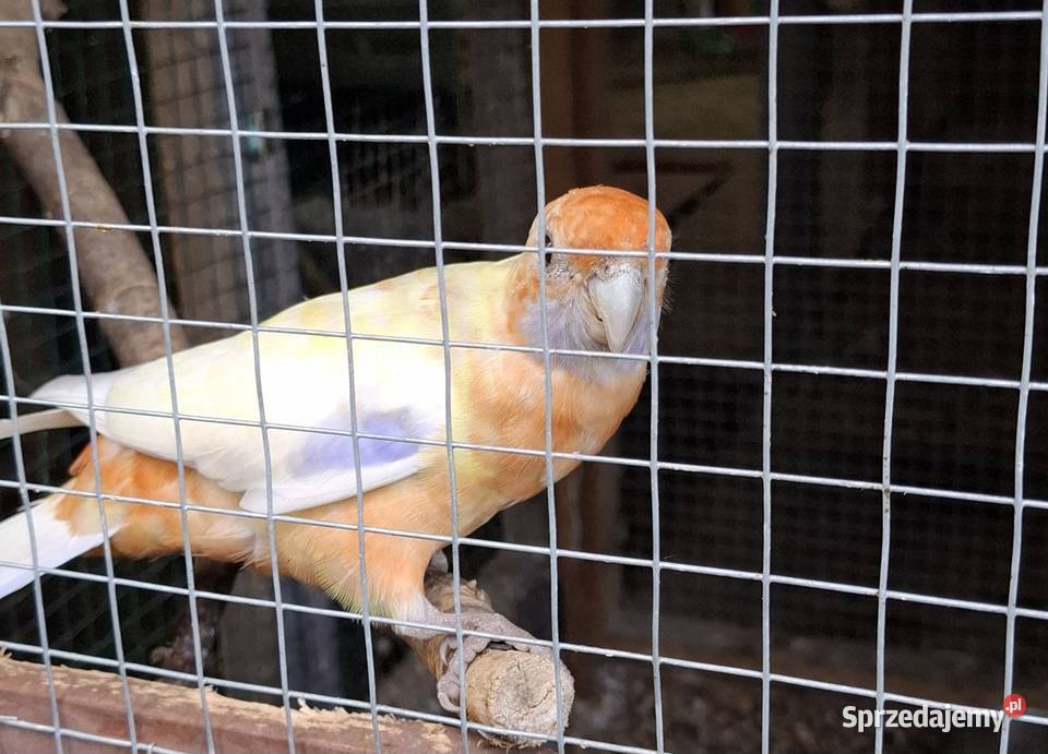 Samica rozella królewska Chyżne