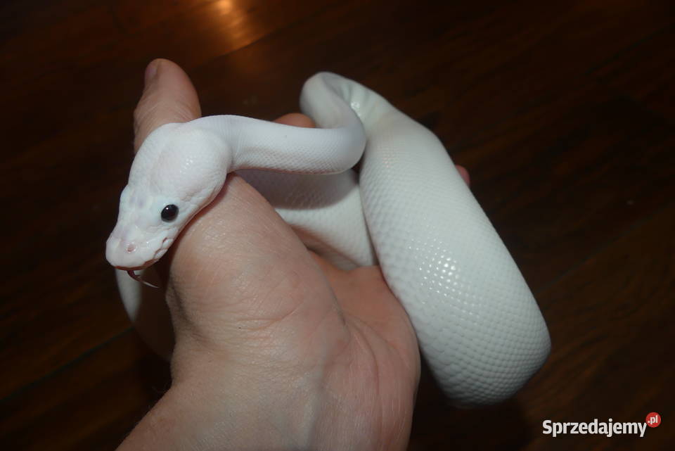 Pyton królewski super fire Sosnowiec sprzedam