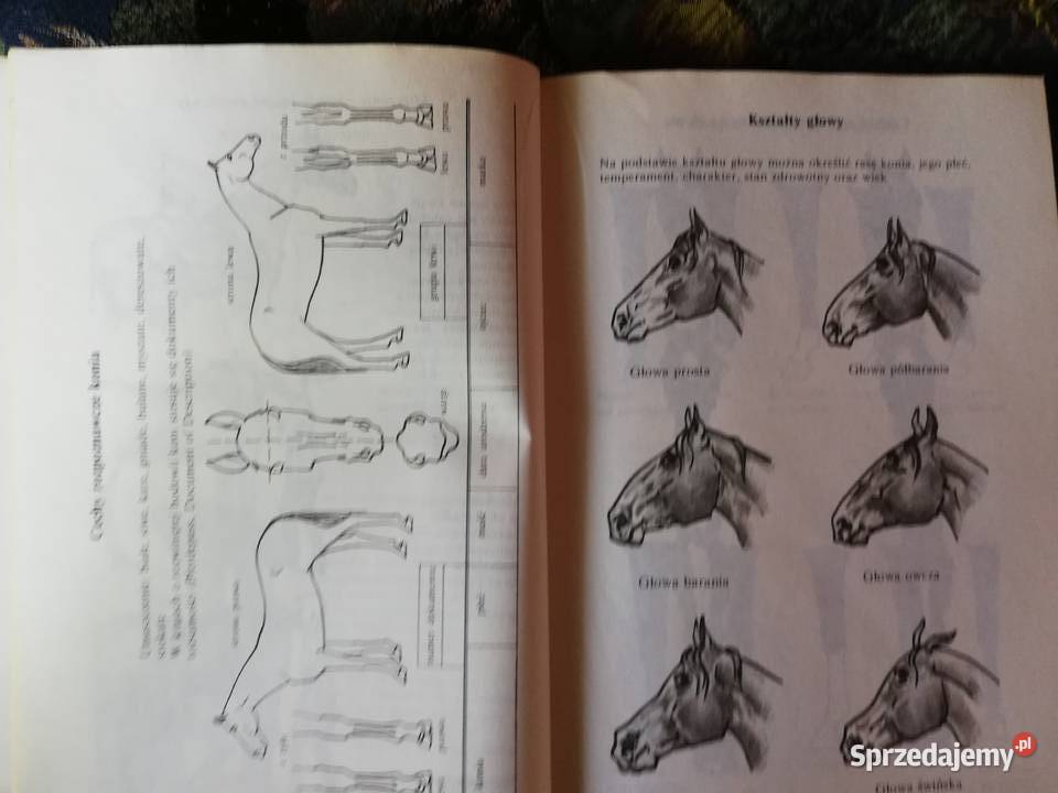 Jeździectwo moje hobby Tamas Flandorffer Josef Kraków