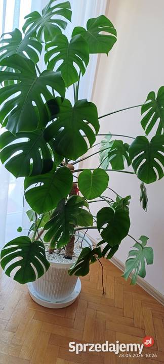 Piękny kwiat Monstera Kompozycje kwiatowe Radomsko