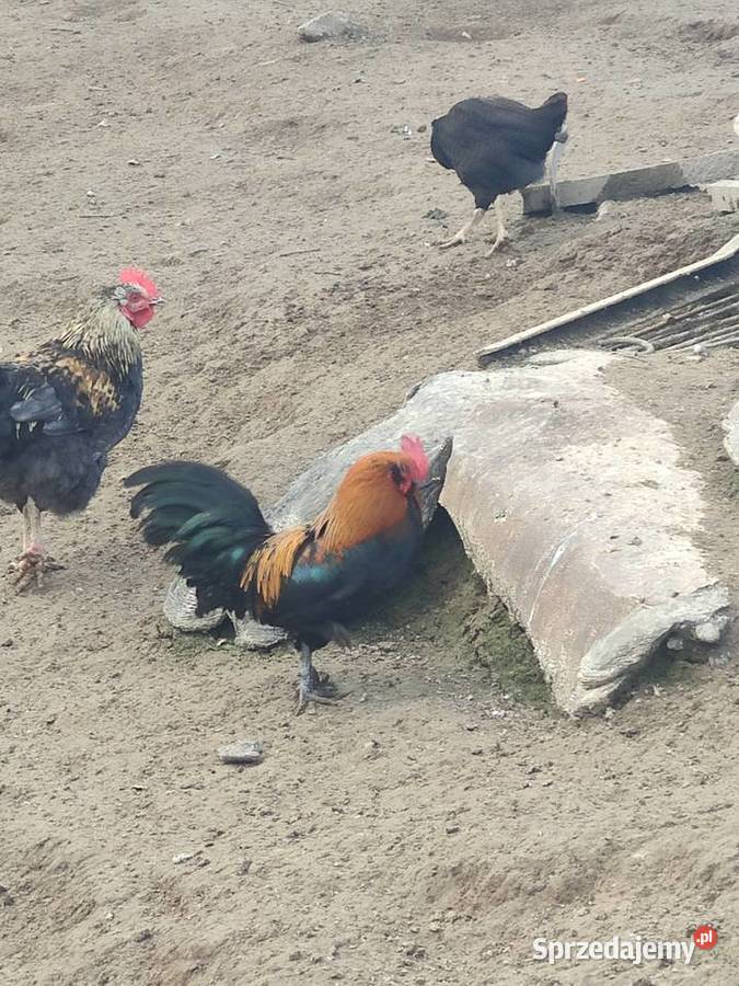 Karzełek łapciaty liliputek brodacz lubelskie Wierzchowiska Drugie