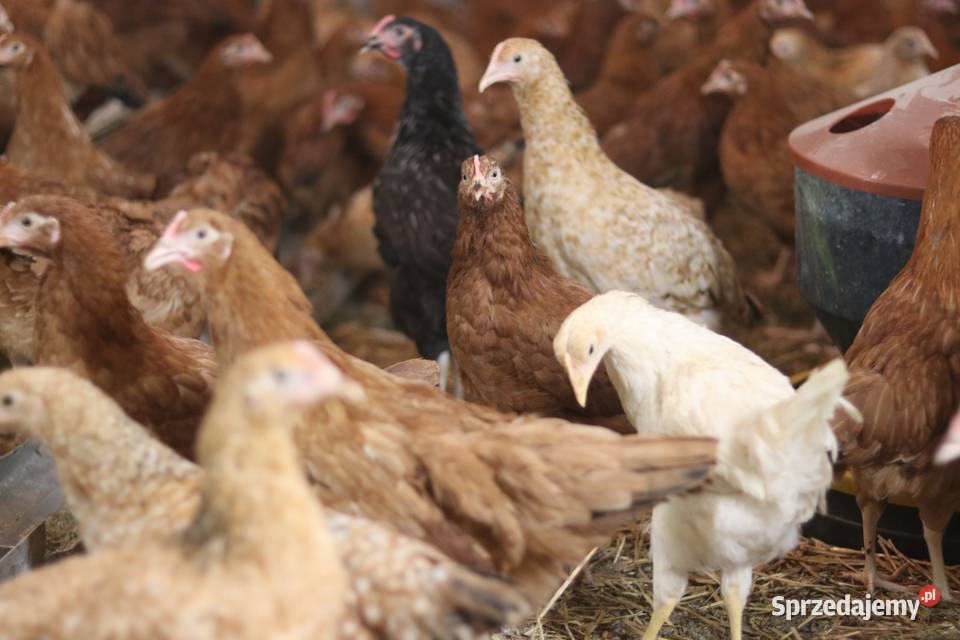 Kury nioski młode min Rosa Sussex Greenshell Giełda zwierząt Łaziska