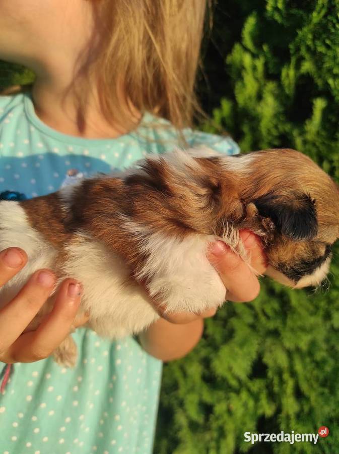 Shih tzu dziewczynka Kazimierza Wielka