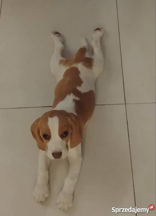 Piękna 3miesięczna sunia beagle kujawsko-pomorskie sprzedam