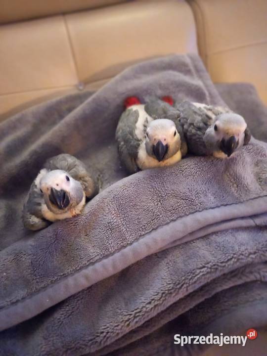 Żako samczyk ręcznie karmiony opolskie