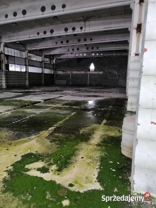 Hala przemysłowa Syndyka Głuchów Sprzedaż Garwolin sprzedam