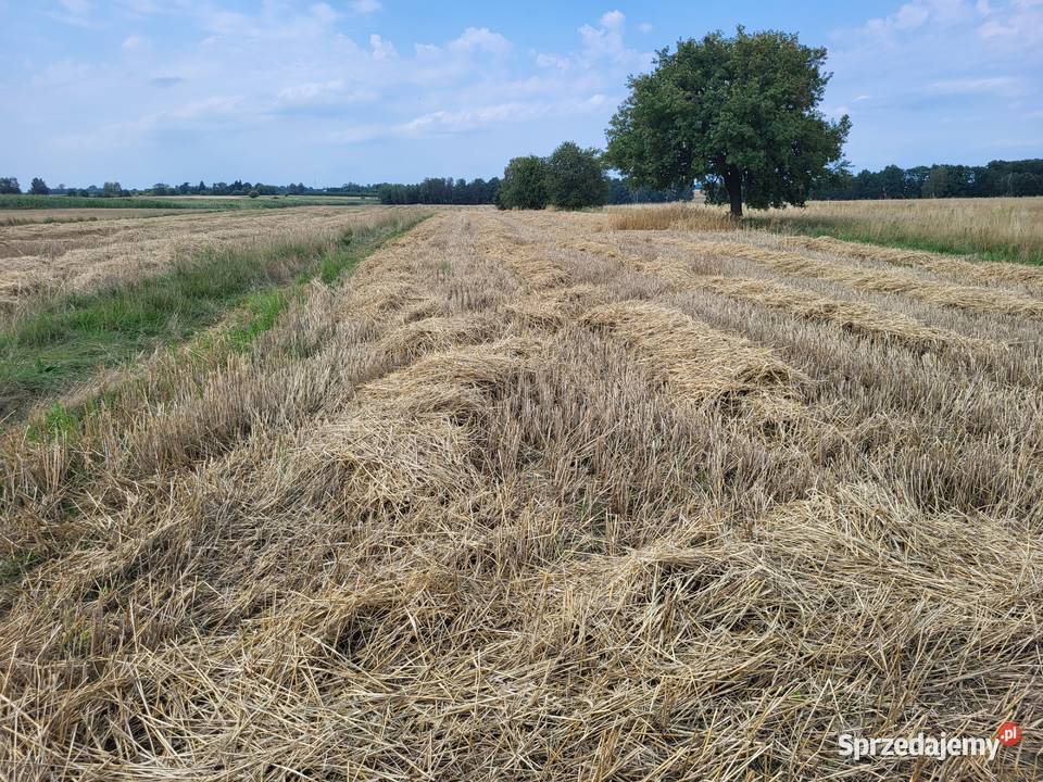 Słoma z pokosu Trawy, słoma Stryków