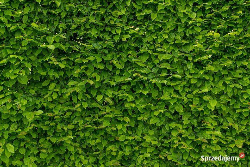 Grab pospolity Carpinus betulus 45 m obwód 810 z