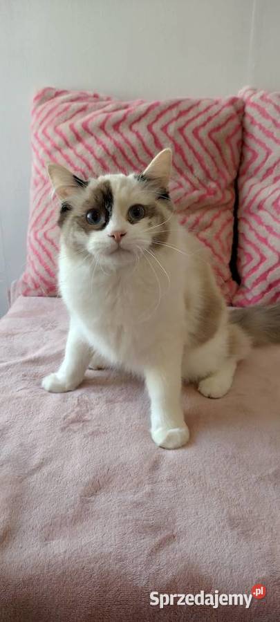 Kotka ragdoll 9 miesięcy Wrocław