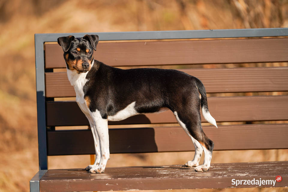 TERIER BRAZYLIJSKI suczka z rodowodem