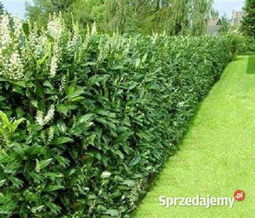 P9 LAUROWIŚNIA WSCHODNIA CAUCASICA 1525 Liściaste Miedźna