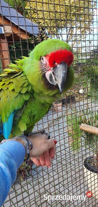 Ara Militaris Samica sprzedam