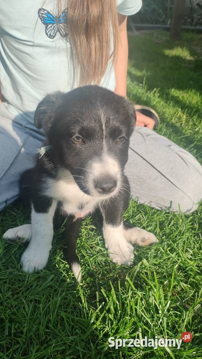 Szczeniaki border collie Tomaszów Mazowiecki