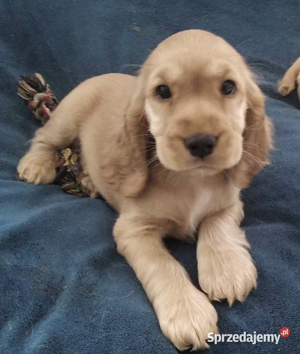 Cocker spaniel angielski Jelenia Góra