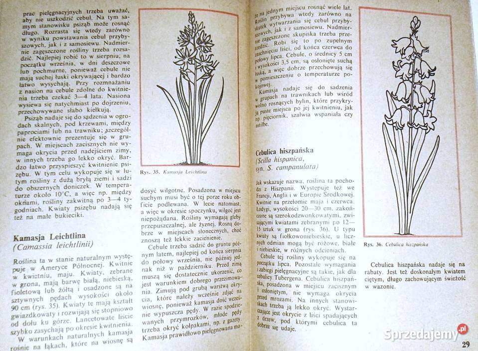 Mało znane ozdobne rośliny cebulowe i bulwiaste sprzedam