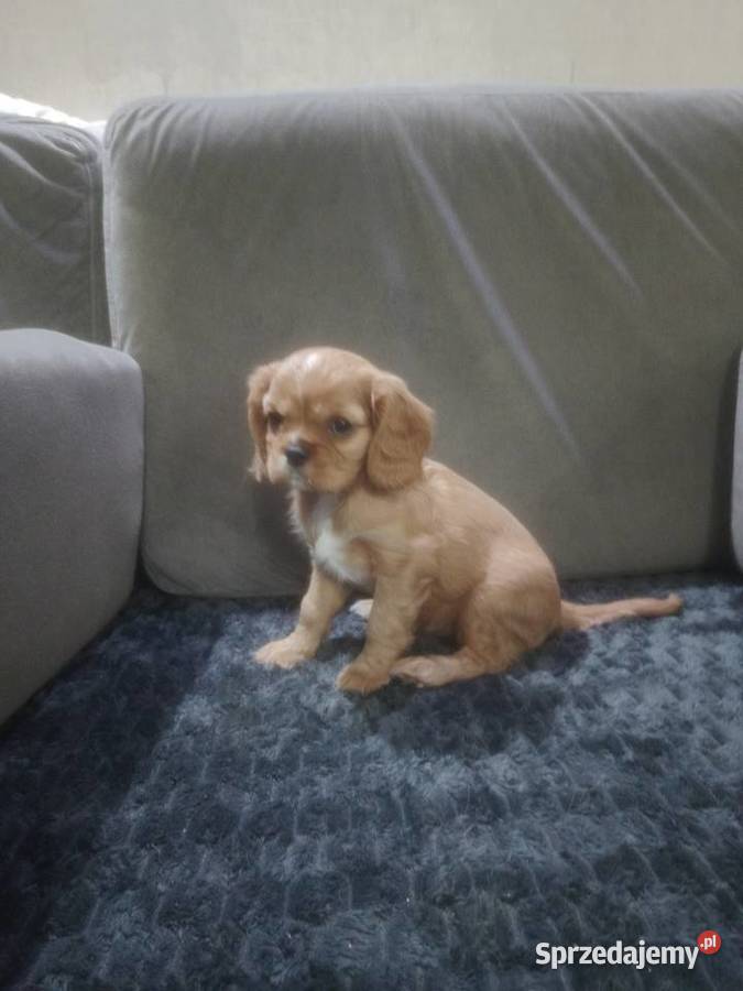 Cavalieki małe szukają domu pełnego miłości mazowieckie Płock