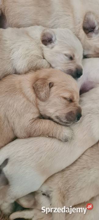 Golden retriever szczeniaki Sandomierz