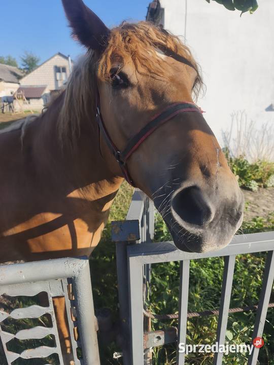 Źróbka kasztanka Kąkolewnica