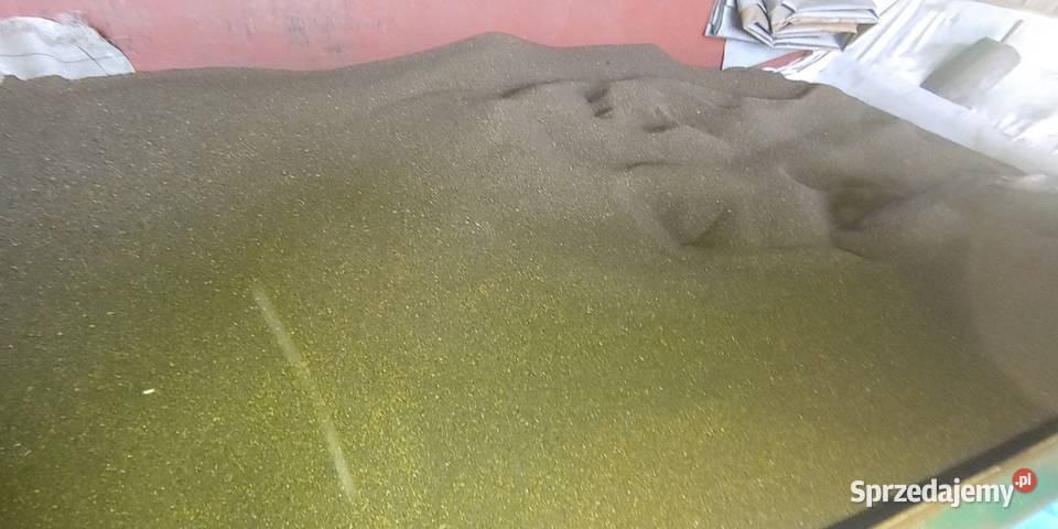 Nostrzyk biały nasiona Białystok