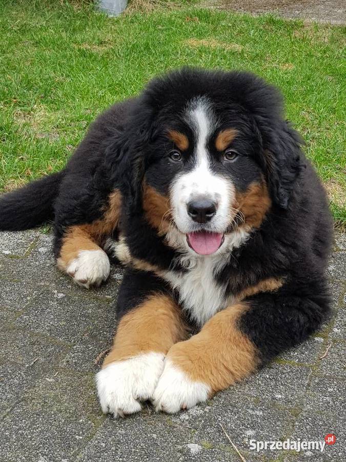 Berneński Pies Pasterski już do odbioru Lublin