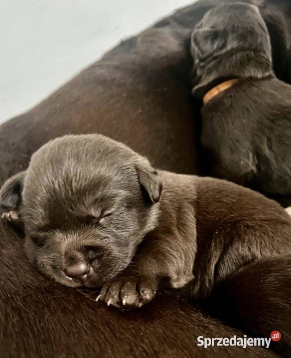 Labrador Czekoladowy wielkopolskie