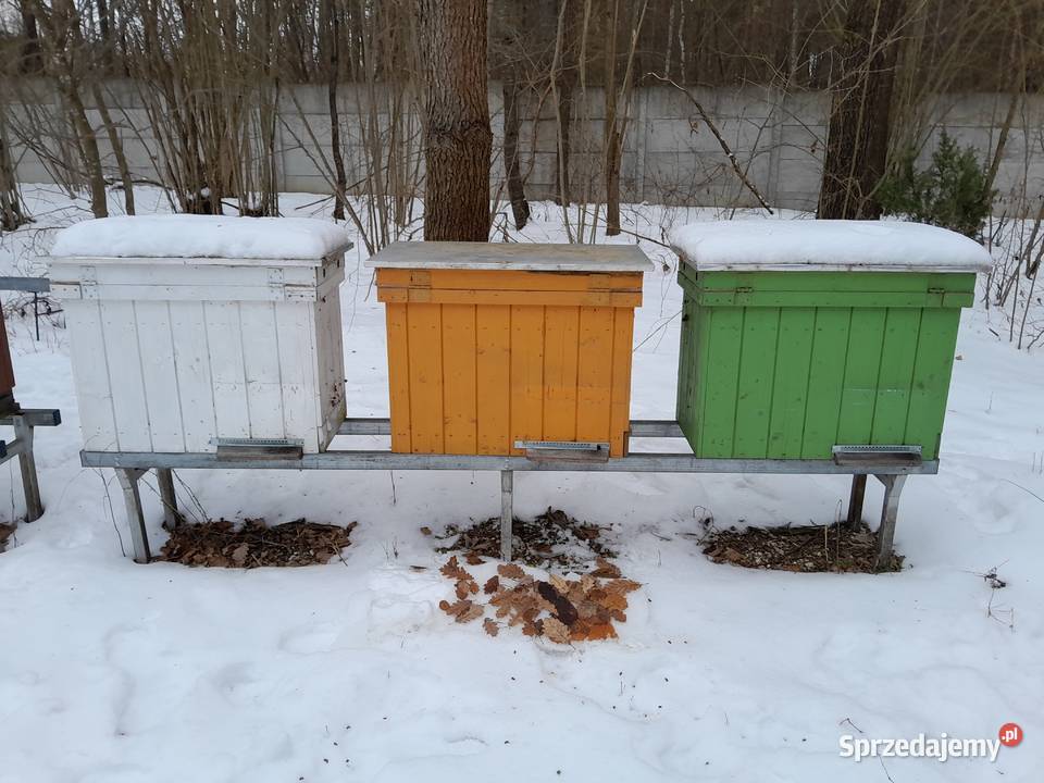 Ule drewniane warszawskie poszerzane Pszczelarstwo Kielce