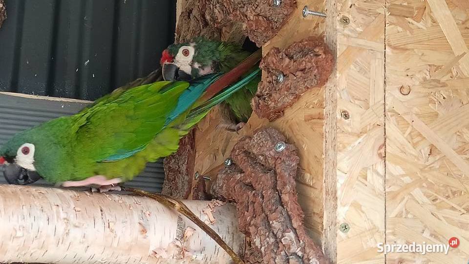 Ara maracana para dorosła