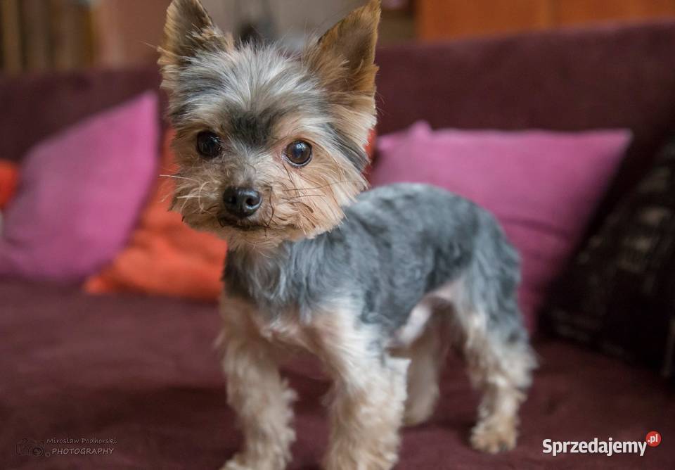 Salon Psiej Urody HOUSE DOG S śląskie Kłomnice