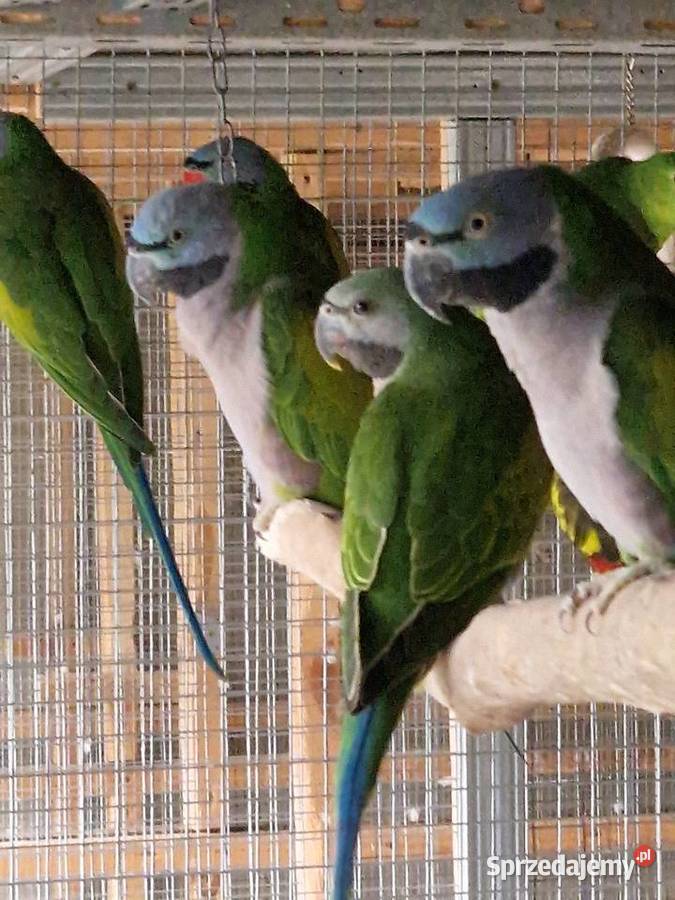 Aleksandretty Chińskie Zwierzęta Dąbrowa