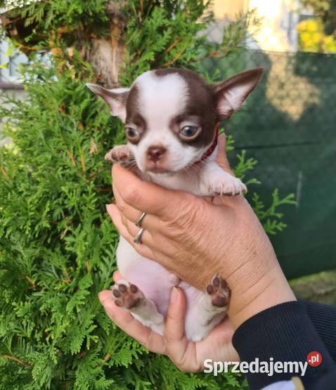 Śliczny piesek Chihuahua biało czekoladowy Częstochowa sprzedam