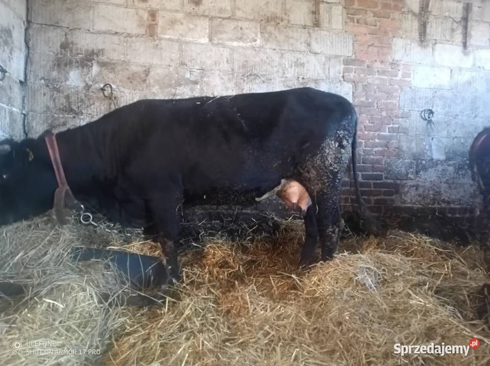 Krowa Pierwiastka Jałówka Bydło Chrzanów