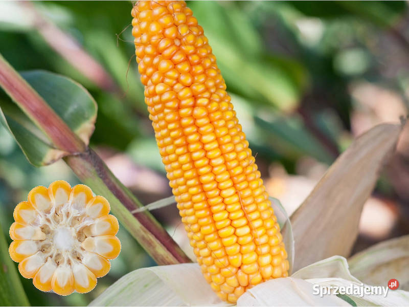 Nasiona kukurydza SM Konkurent FAO 230240 mazowieckie Raciąż
