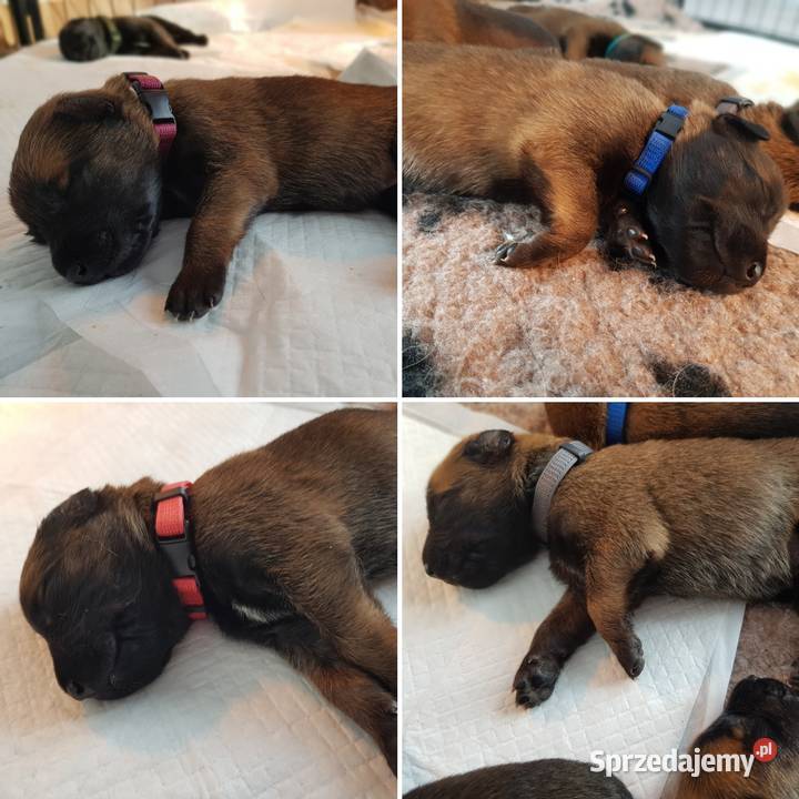 Owczarek Belgijski Malinois Owczarek