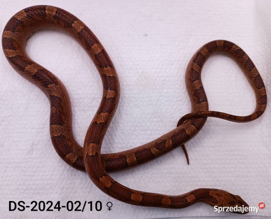 Węże zbożowe Bloodred 66het Amel Hypo Rybnik sprzedam