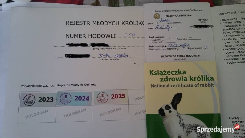 Mini lop seal point piękny reproduktor okazja Kraków