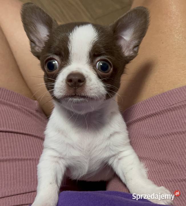 Chihuahua chłopiec dziewczynka mazowieckie