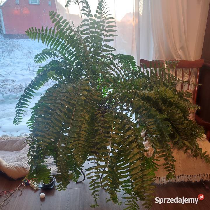 Paproc pokojowa Kościerzyna sprzedam