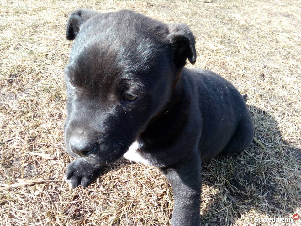 Sprzedam szczeniaka mieszańca labradora z pit Koniecpol