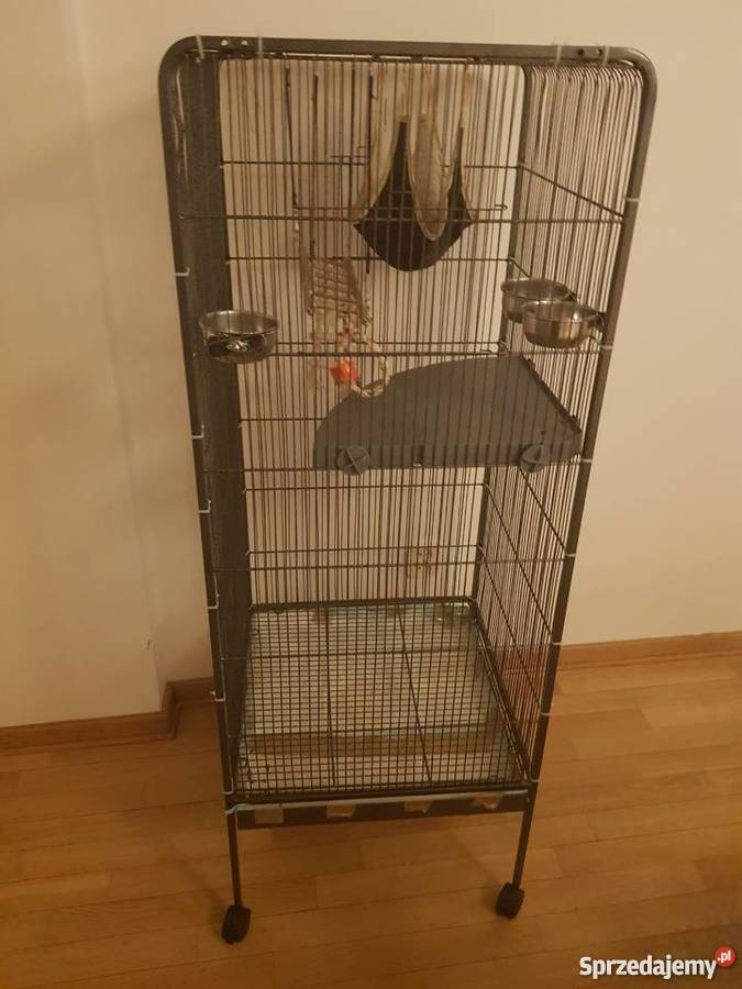 Sprzedam małpki dwie marmozety akcesoria mazowieckie Warszawa